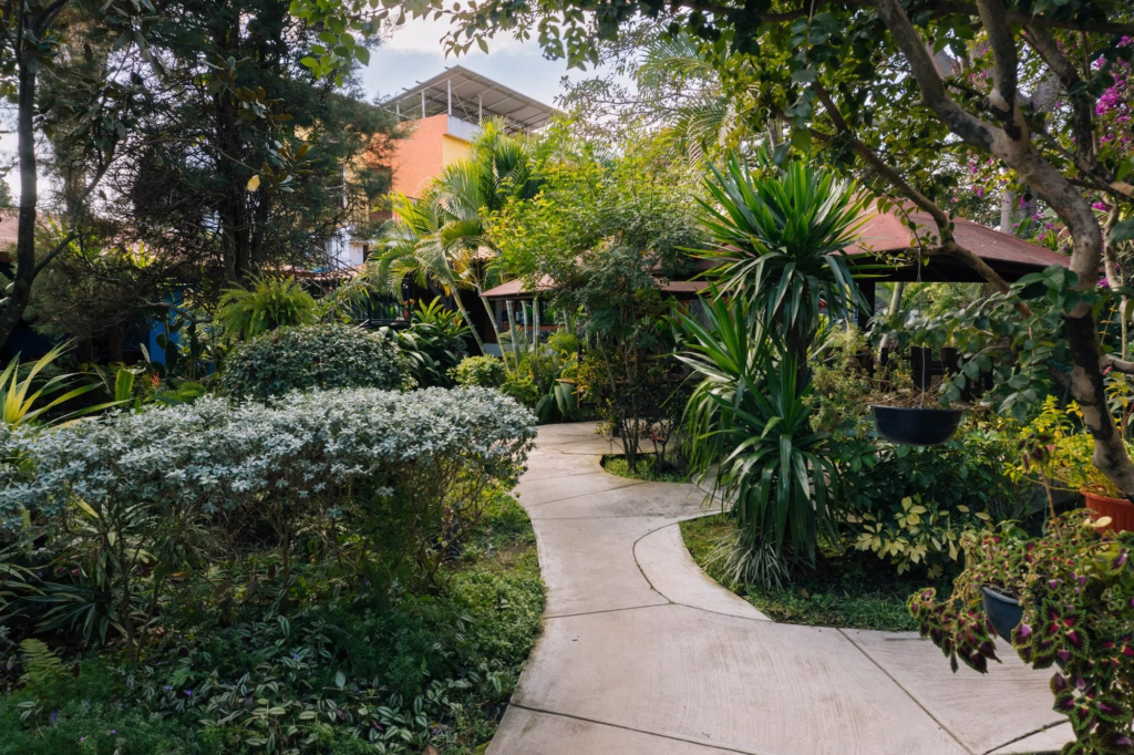 Winding path through dense tropical planting